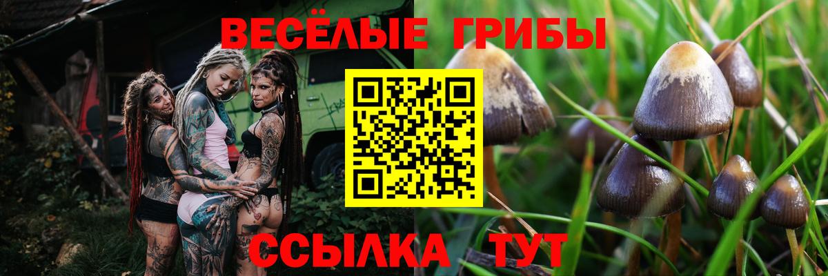 купить закладку  Вход с VPN  Галлюциногенные грибы Psilocybe  Муром  Галлюциногенные грибы мухоморы 
